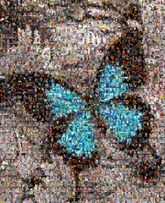 this butterfly was created using 1679 family photos