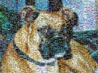 photo mosaic dog animal gift wildlife cute canine pet