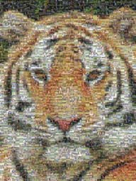 photo mosaic animal cougar lion tiger logo emblem mascot school yearbook students high school track