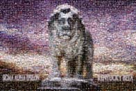 photo mosaic letters words layers text overlay college WKU SAE frat fraternity party