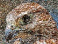 photo mosaic animal wildlife hawk bird school student graduation auction fund raiser fundraiser student school mascot