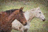 photo mosaic animal horse mustang stallion horses galloping wildlife students school ranch farm elementary graduation fundraiser fund raiser