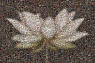 photo mosaic flower white lotus school boy fundraiser fund raiser elementary students