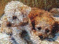 photo mosaic dog animal family pet love