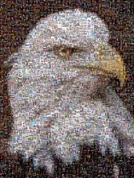 photo mosaic animal wildlife bird eagle family animals outdoors