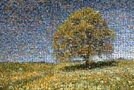 photo mosaic landscape sky skyline tree field earth outdoor wildlife plant environment