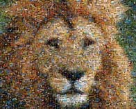 photo mosaic animal cougar lion tiger logo emblem mascot school yearbook students africa jungle
