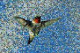Ruby-throated hummingbird Coraciiformes Hummingbirds Woodpeckers Sky Pollinator Beak Feather Wheel Tail Wing Piciformes