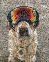 Labrador Retriever Dog Breed Canidae Sunglasses Goggles Retriever Snout Head Eye Carnivore Helmet Collar Hat
