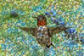 Ruby-throated hummingbird Rufous hummingbird Hummingbirds Coraciiformes Pollinator Beak Feather Wing Starling Songbird
