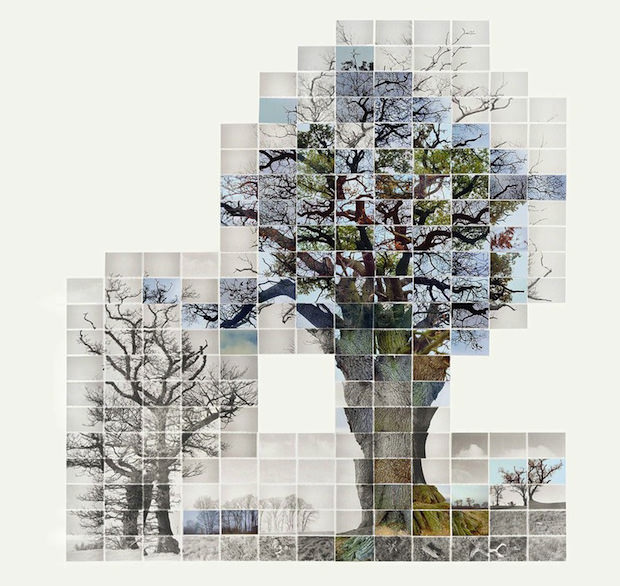 Noel Myers mosaic art made from timelapse photos showing a tree through different seasons and stages of life