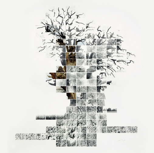 Noel Myers’ mosaic art piece made from timelapse photos of a tree through changing seasons and life