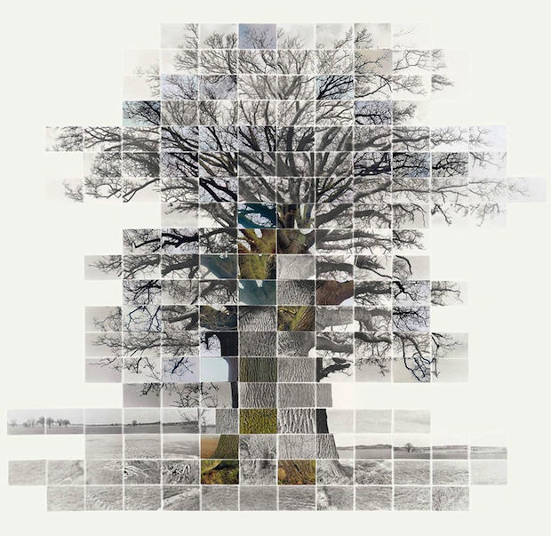 Noel Myers mosaic art made from timelapse photos of a tree through changing seasons and life stages