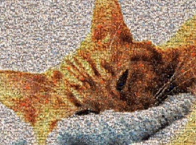 Photo mosaic of a cat created using multiple pet photos
