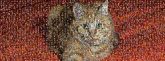 Kitten European shorthair Maine Coon Whiskers Tabby cat Kurilian bobtail Australian Mist Manx cat Norwegian Forest cat Siberian cat Mammal Vertebrate Small to medium-sized cats Felidae Carnivore Domestic short-haired cat