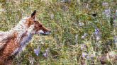Red fox Canidae Dhole Swift fox Coyote Fox Dog Fur Fur farming Red wolf Grassland Prairie Grasses Wildlife Meadow Wildflower Field Herbaceous plant