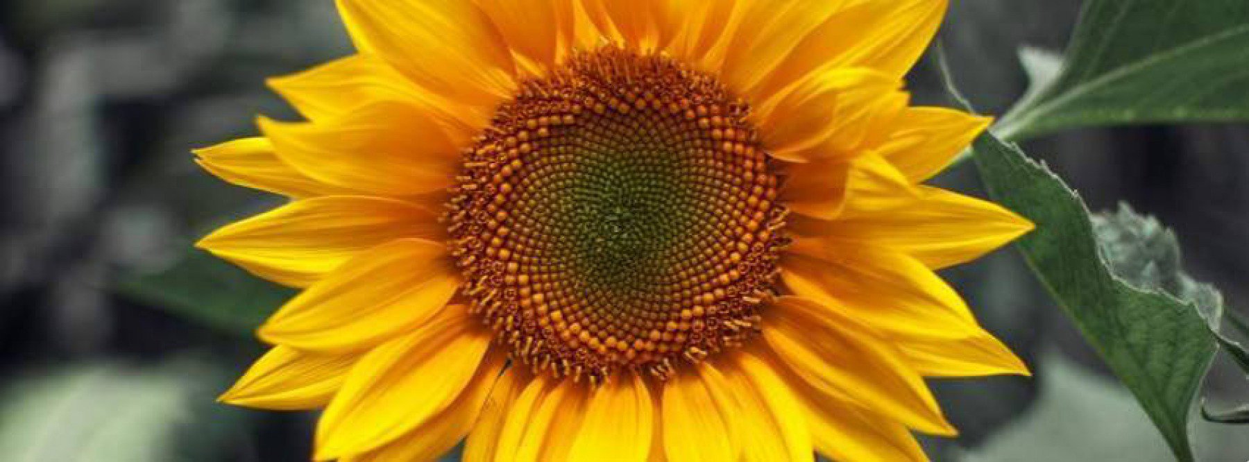 mosaic source image