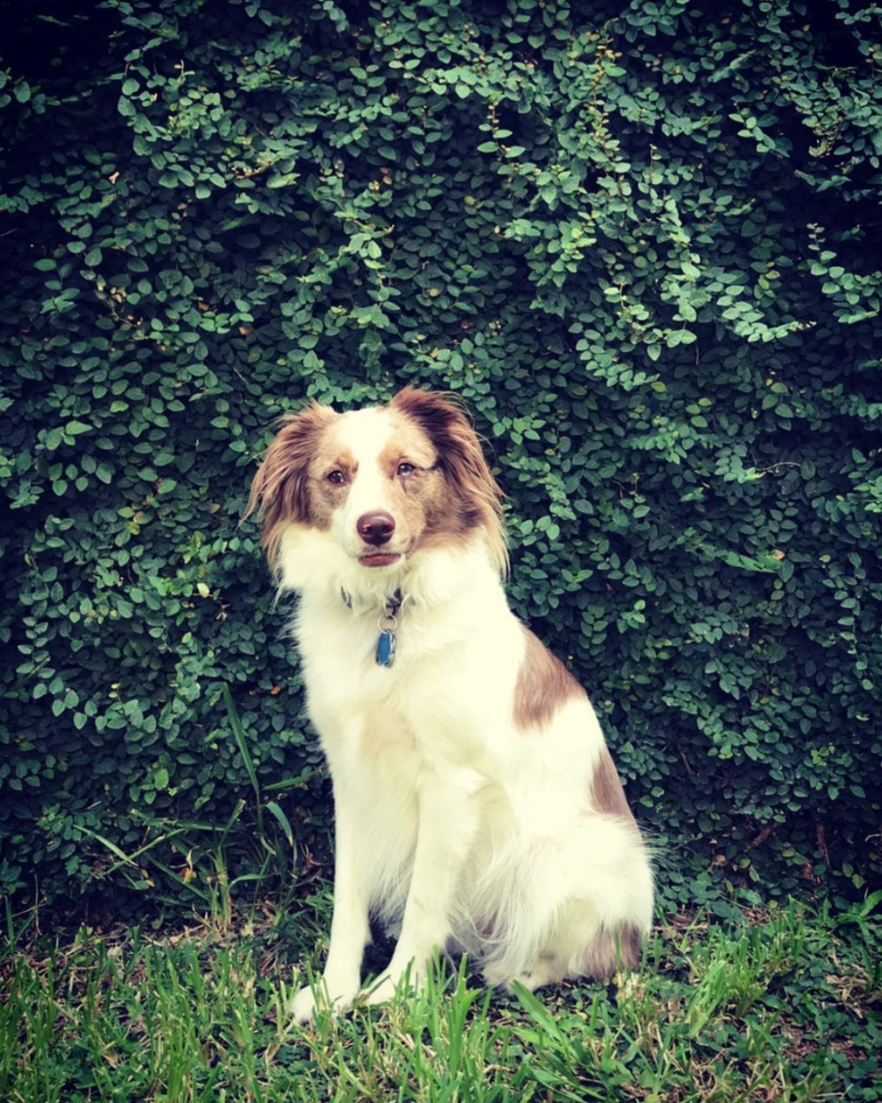 Toast Photo Mosaic Picture Mosaics