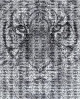 Drawing Pencil drawing Sketch Pencil Bengal tiger Graphite pencil Art Image Croquis pen drawing White Vertebrate Felidae Siberian Tiger Facial expression Snout Whiskers Terrestrial animal