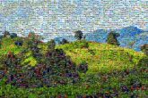 Mountainous landforms Green Grass Leaf Hill Vegetation Natural landscape Grassland Cloud
