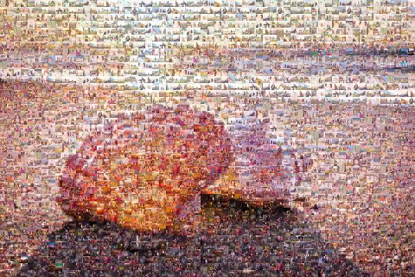 Seashell photo mosaic