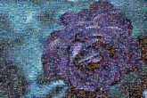 Garden roses Blue rose Rose Blue Color Flower Garden Gardening Teal Sky Blue Petal Moisture Dew Close-up Rose family Flowering plant