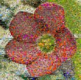 Flower Petal Green Red Yellow Pink Close-up Flowering plant Herbaceous plant Macro photography