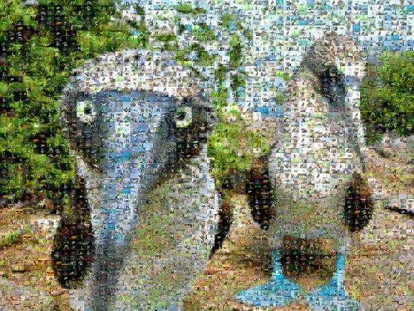 Galapagos Birds photo mosaic
