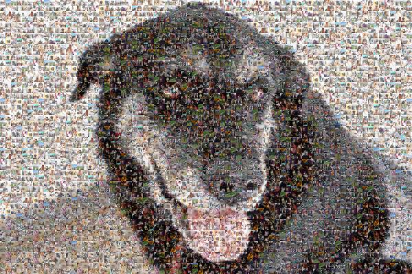 Happy Dog photo mosaic
