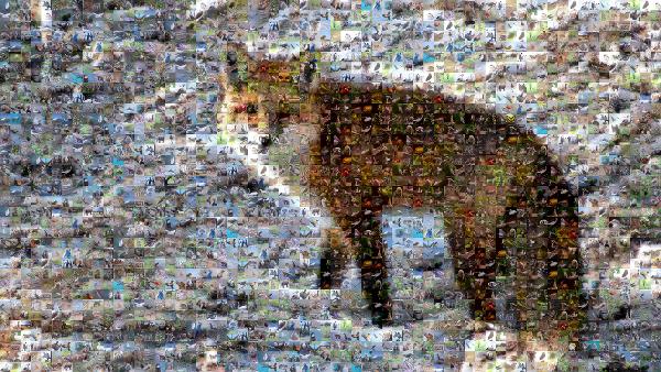 Fox photo mosaic