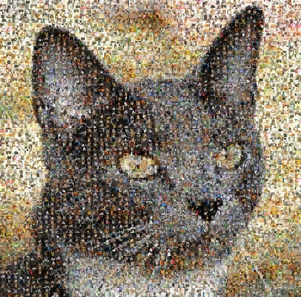Cat Mosaic photo mosaic