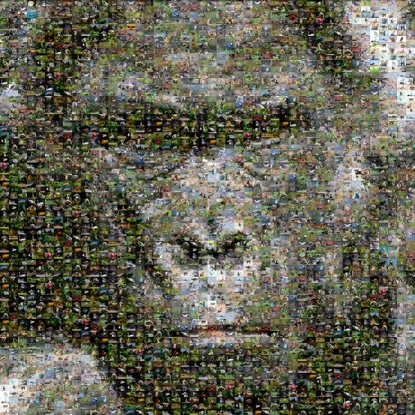 Gorilla photo mosaic