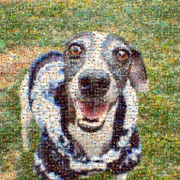 Smiling Dog photo mosaic