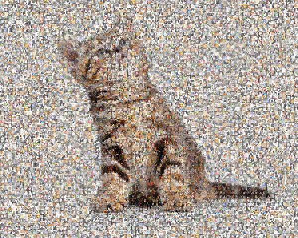 Kitten Day photo mosaic