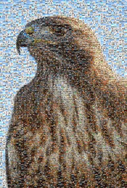 Falcon photo mosaic