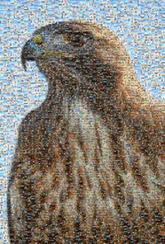 falcons birds animals wildlife nature mascot