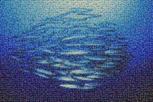 School of Fish photo mosaic