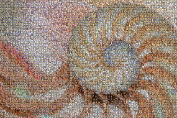 Seashell photo mosaic
