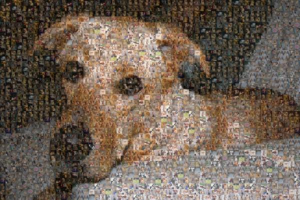 Wrigley photo mosaic