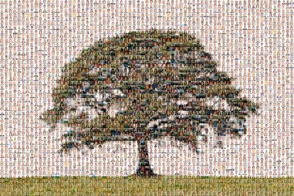 Tree photo mosaic