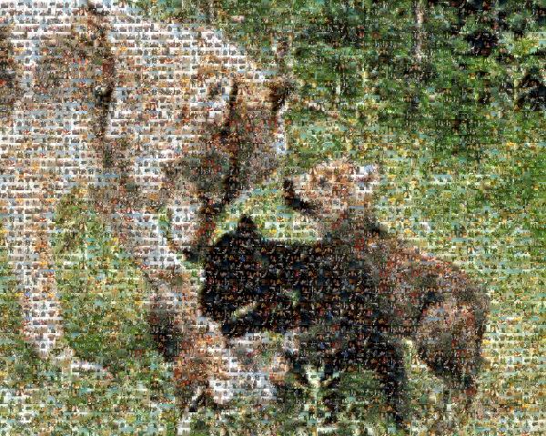 Wolfpack photo mosaic