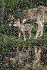 wolves animals wildlife nature outdoors reflections