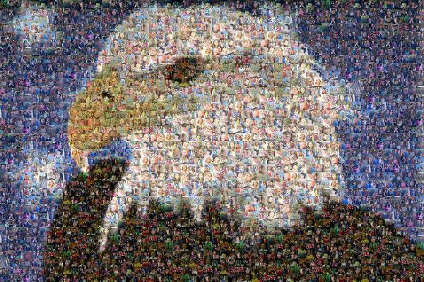 Bald Eagle photo mosaic