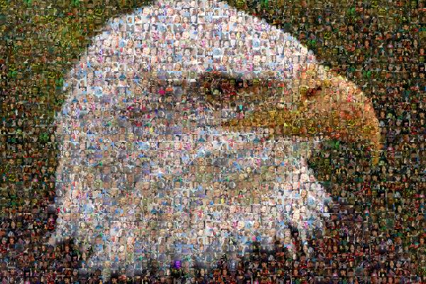 Bald Eagle photo mosaic
