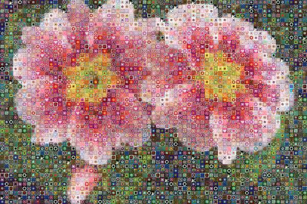 Beautiful Flowers photo mosaic
