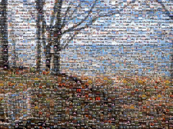 Beauty in Nature  photo mosaic