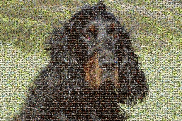 Beautiful Dog photo mosaic