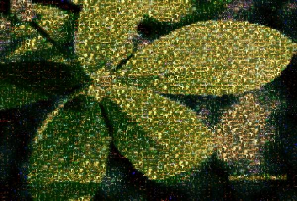 Leafy Plant photo mosaic
