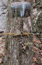 Tribute to a Tree trees trunks nature outdoors woods forests tributes crosses plaques monuments