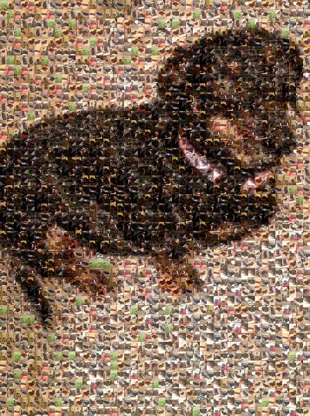 Adorable Dog photo mosaic